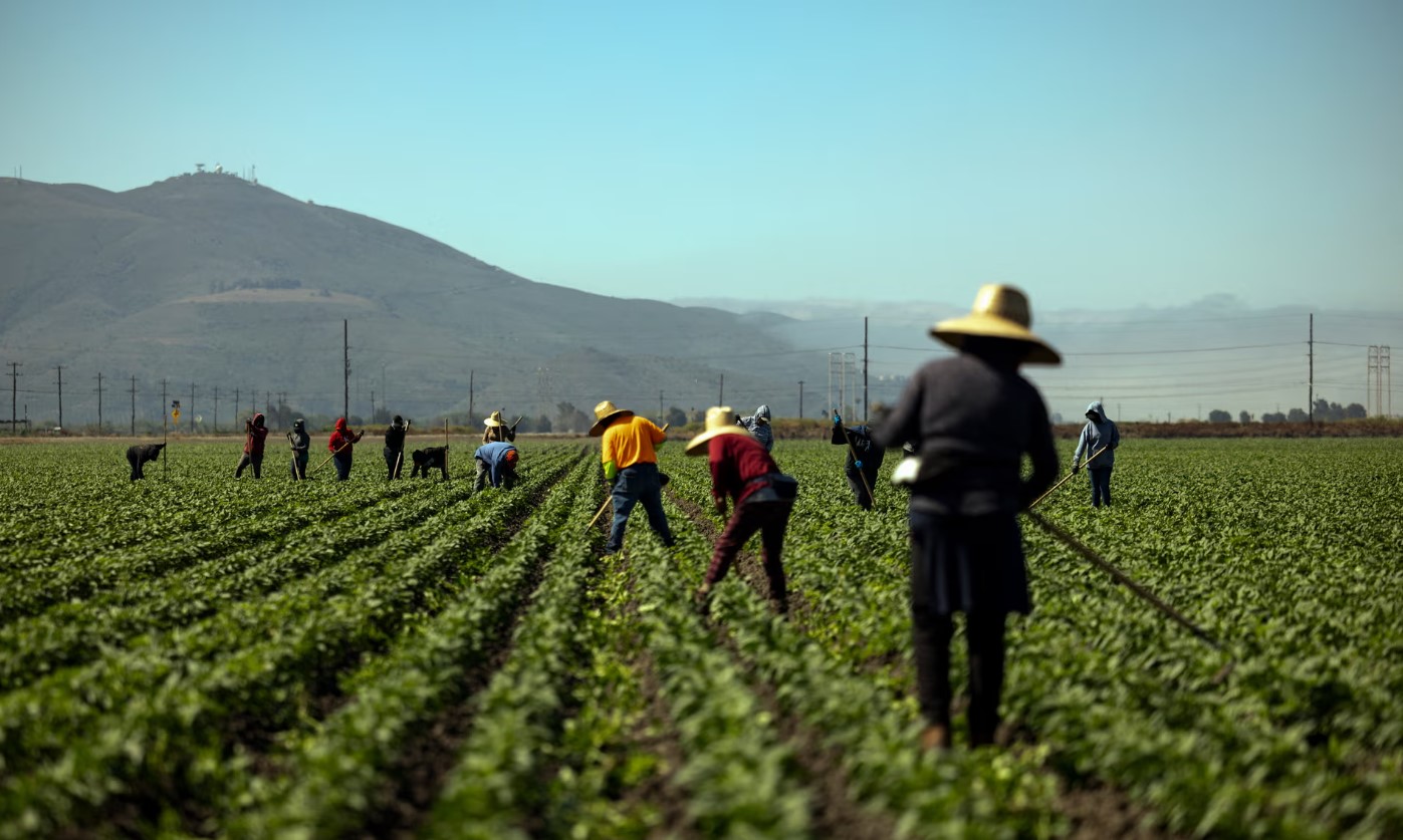 Farm workers in Camarillo, southern California, this week. Photograph: Étienne Laurent/AFP/Getty Images